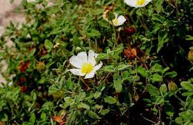 Attēlu rezultāti vaicājumam “Cistaceae”