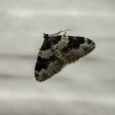 Attēlu rezultāti vaicājumam “Xanthorhoe fluctuata”