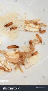 Attēlu rezultāti vaicājumam “Attagenus pellio”