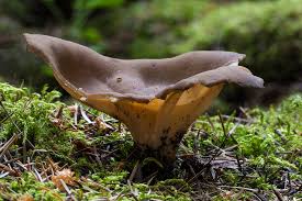 Attēlu rezultāti vaicājumam “Helvella acetabulum”