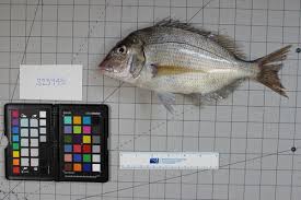 Image result for Stenotomus chrysops