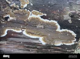 Attēlu rezultāti vaicājumam “Coniophora puteana”