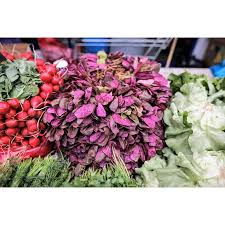 Image result for Atriplex hortensis