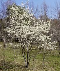 Attēlu rezultāti vaicājumam “Amelanchier canadensis”