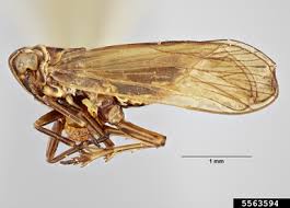 Attēlu rezultāti vaicājumam “Javesella pellucida”