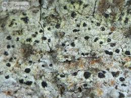 Attēlu rezultāti vaicājumam “Hertelidea botryosa”