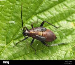 Attēlu rezultāti vaicājumam “Adelphocoris seticornis”
