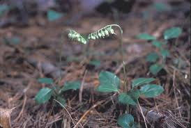 Attēlu rezultāti vaicājumam “Orthilia secunda fruit”