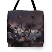 Attēlu rezultāti vaicājumam “Cribraria aurantiaca stalked”