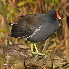 Attēlu rezultāti vaicājumam “Gallinula chloropus adult”