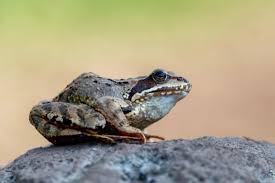 Attēlu rezultāti vaicājumam “Rana temporaria adult”