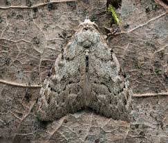 Attēlu rezultāti vaicājumam “Nola confusalis”