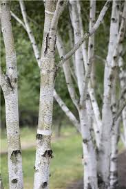 Attēlu rezultāti vaicājumam “Betula pubescens flower”
