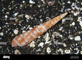 Attēlu rezultāti vaicājumam “Myurella julacea”