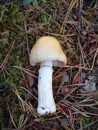 Attēlu rezultāti vaicājumam “Rozites caperata”