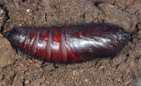 Attēlu rezultāti vaicājumam “Smerinthus ocellata”