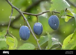 Attēlu rezultāti vaicājumam “Prunus domestica subsp. domestica leaf”