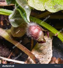 Attēlu rezultāti vaicājumam “Asarum europaeum flower”
