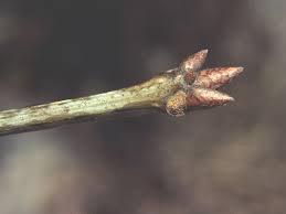 Attēlu rezultāti vaicājumam “Quercus robur bud”