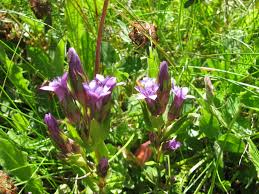 Attēlu rezultāti vaicājumam “Gentianaceae”