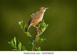 Image result for Cisticola juncidis