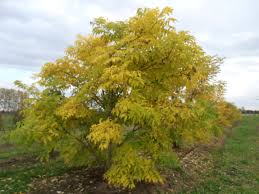 Attēlu rezultāti vaicājumam “Phellodendron amurense”