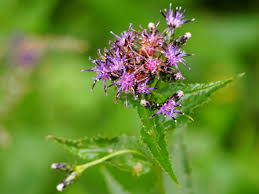 Attēlu rezultāti vaicājumam “Saussurea esthonica leaf”