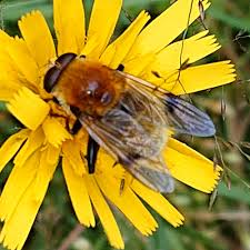 Attēlu rezultāti vaicājumam “Arctophila superbiens”