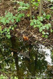 Attēlu rezultāti vaicājumam “Motacilla alba nest”