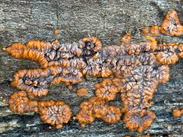 Attēlu rezultāti vaicājumam “Oligonema favogineum sessile”