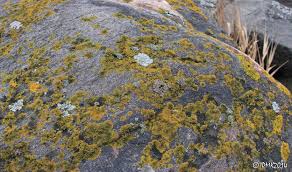 Attēlu rezultāti vaicājumam “Caloplaca scopularis”