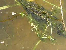 Attēlu rezultāti vaicājumam “Batrachium circinatum flower”