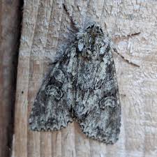 Attēlu rezultāti vaicājumam “Polia nebulosa”