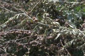 Attēlu rezultāti vaicājumam “Macrosiphoniella absinthii”