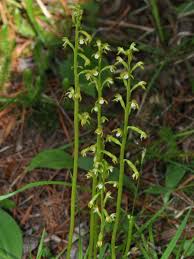 Attēlu rezultāti vaicājumam “Corallorhiza trifida”