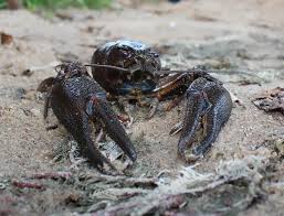 Attēlu rezultāti vaicājumam “Astacus astacus”