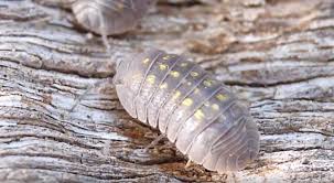 Attēlu rezultāti vaicājumam “Liceaceae”