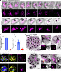 Attēlu rezultāti vaicājumam “Dianema depressum plasmodium”