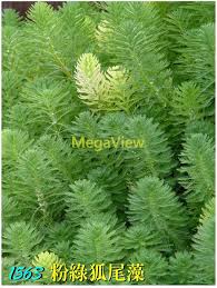 「粉綠狐尾藻」的圖片搜尋結果