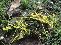 Attēlu rezultāti vaicājumam “Lignydium muscorum young”