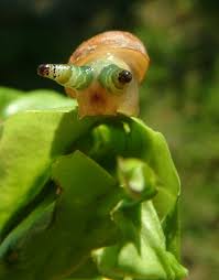 Attēlu rezultāti vaicājumam “Leucochloridium paradoxum”