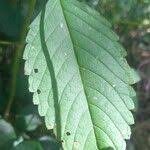 Attēlu rezultāti vaicājumam “Galeopsis tetrahit leaf”