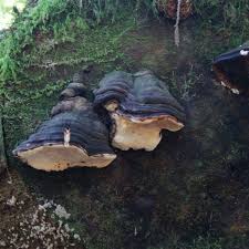 Attēlu rezultāti vaicājumam “Heterobasidion parviporum”