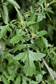 Attēlu rezultāti vaicājumam “Sisymbrium volgense leaf”