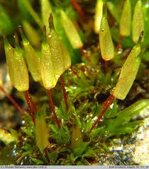 Attēlu rezultāti vaicājumam “Encalypta”