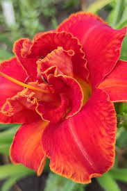 Image result for Hemerocallis `Moses Fire`
