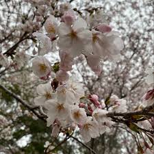 Attēlu rezultāti vaicājumam “Prunus (sakura)”