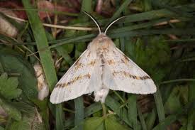 Attēlu rezultāti vaicājumam “Gynaephora selenitica larva”