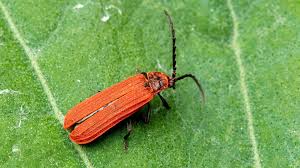 Attēlu rezultāti vaicājumam “Lycidae”