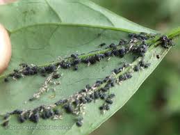 Attēlu rezultāti vaicājumam “Aphis fabae”